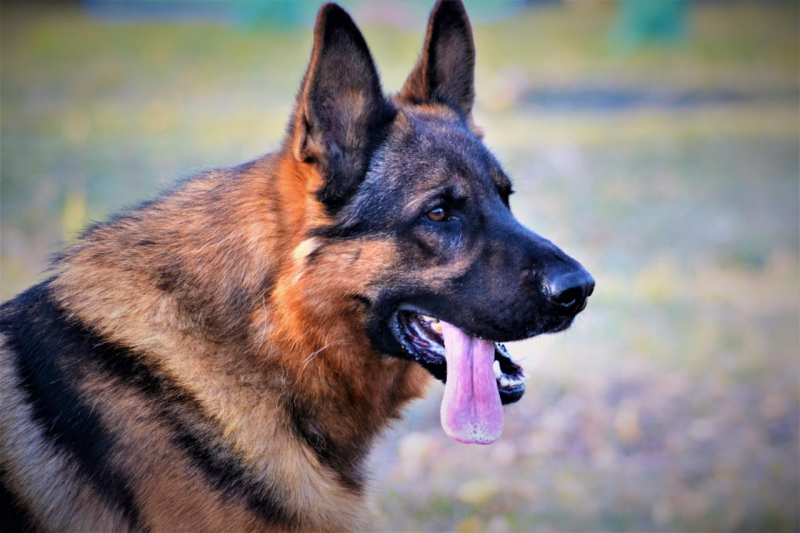 В Кемерово служебная собака Борг помогла полицейским 