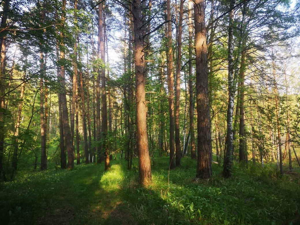 В 2022 году в Кузбассе высадят более 9 миллионов деревьев