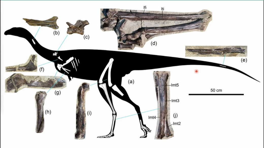 В КуZбассе более 100 млн лет назад обитал длинноногий хищный динозавр