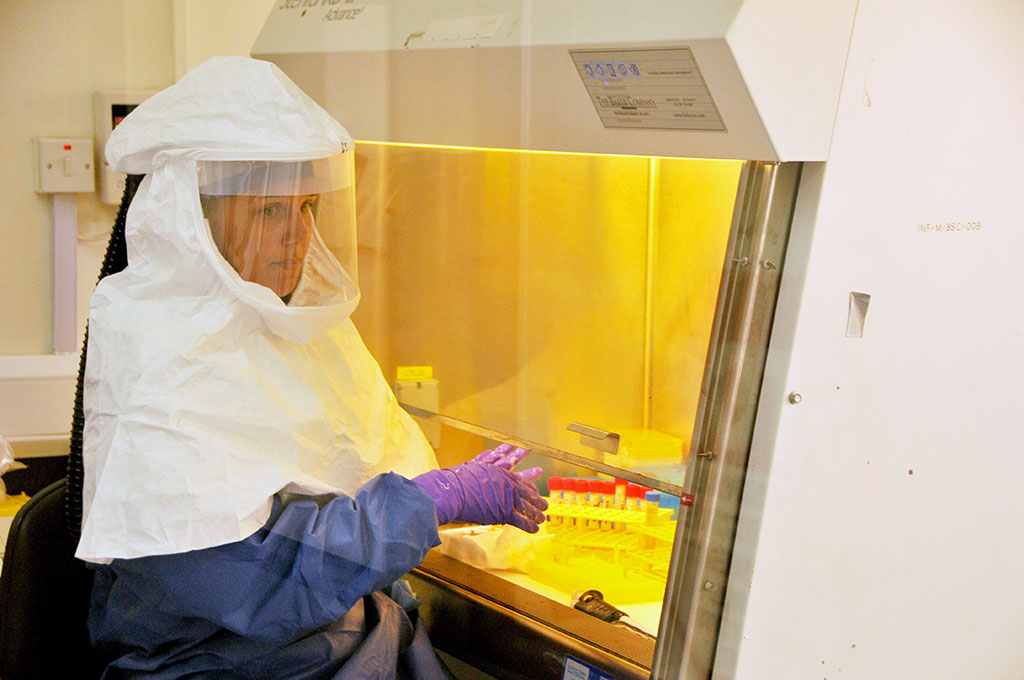 Ученые обнаружили более 300 мутаций вируса Эбола