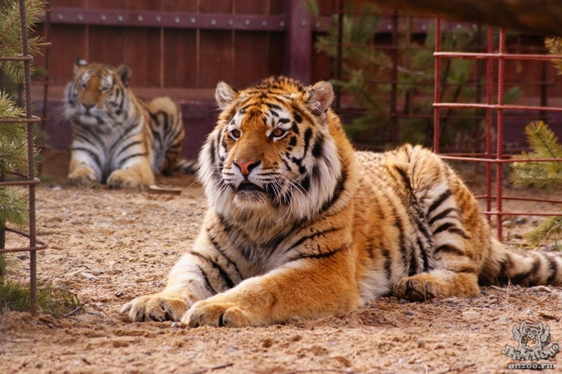 Самара включилась в программу «Сохранение амурского тигра»