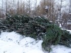 Кузбасские полицейские охотятся на «черных лесорубов» с вертолета
