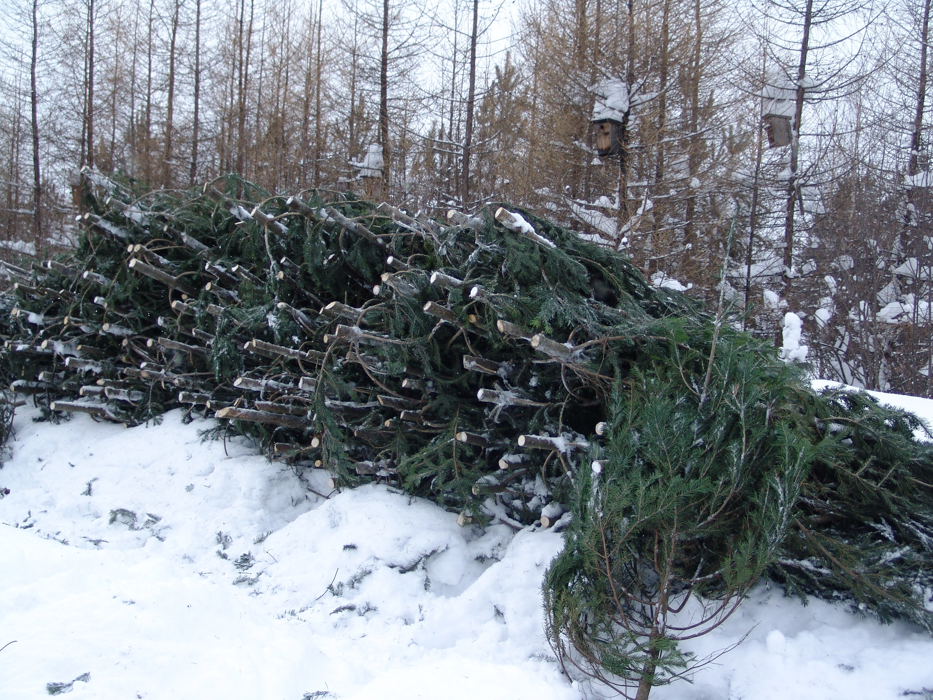 В Кемеровской области взяли под охрану новогодние ели 