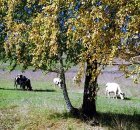 ...Яйцо урожаю в помощь на селе в Кузбассе?