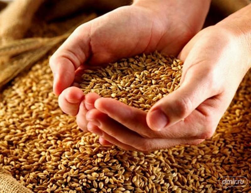 Директора кузбасского предприятия осудят за хищение зерна