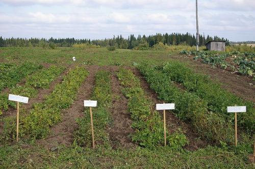 300 гектаров картофеля посажено в выходные жителями  Прокопьевского муниципального района.