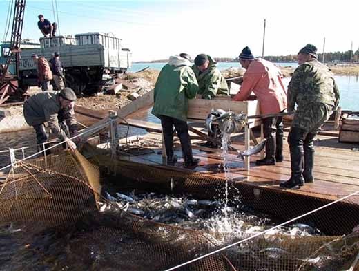 С чем вернутся рабочие в Кузбасс, которых зазвали на рыбозаводы?