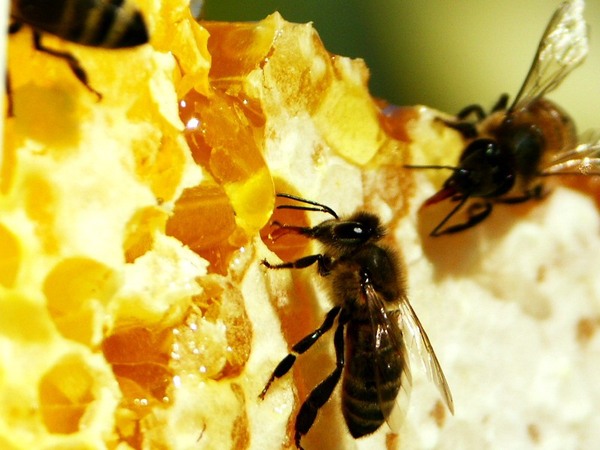 В Крыму обнаружили уникальное пчелиное хозяйство
