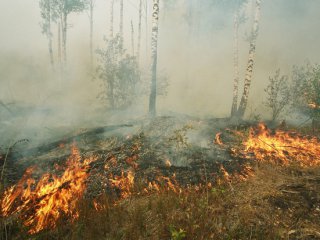 Кузбасские огнеборцы продолжают оказывать помощь в тушении лесных пожаров в томской области.