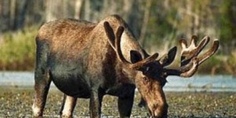Лоси, косули и медведи спасаются от пожаров в томской тайге в Новосибирской области