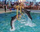 В Кемерово открываются гастроли крупнейшего в России передвижного дельфинария