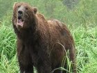 Анжеро-Судженские полицейские охраняли жителей поселка Яя от медведя