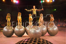 8 марта состоится спектакль «Тигры на зеркальных шарах на земле и в воздухе» 
