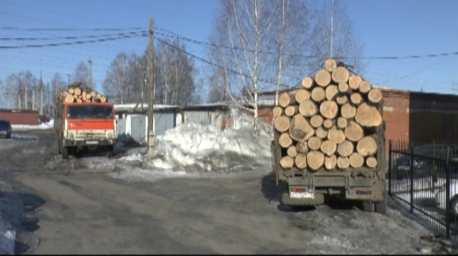 В Кузбассе полицейские задержали незаконных лесозаготовителей