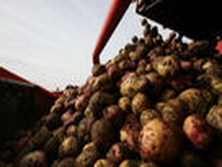 В Кузбассе объявили неделю картофеля