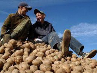 В Кузбассе картофелеводческое хозяйство «КДВ-Агро» заканчивает сбор урожая