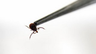Клещевой энцефалит подозревают у 13 жителей Кузбасса