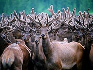 В Кузбассе появится первая мараловодческая ферма и пантовая лечебница