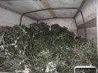 В Прокопьевском районе Кемеровской области изъяли 50 незаконно срубленных елей 