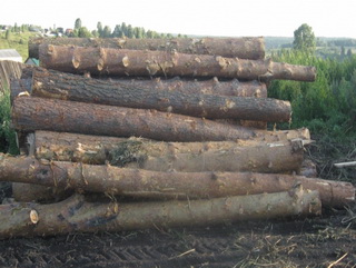 Кузбасские лесничие задержали с поличным троих «черных лесорубов» 