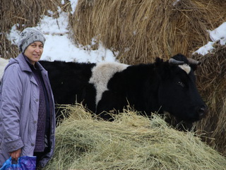 В Кузбассе многодетные семьи бесплатно получили коров по областной акции