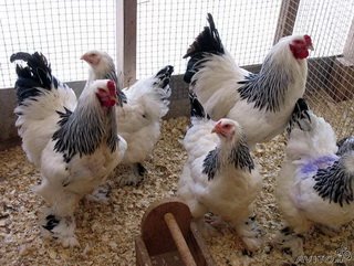 В Кузбассе расследуют кражу птиц элитных пород