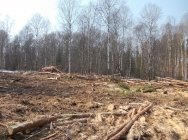 В Кузбассе перед судом предстанет организатор незаконной рубки леса