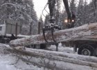 В Кузбассе Мариинским городским судом рассмотрено уголовное дело о совершении незаконной рубки лесных насаждений