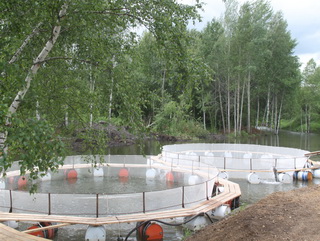 В Кемеровском районе открылся цех по выращиванию форели в проточной воде