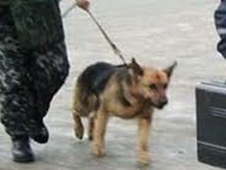 В Кемерово служебно-розыскная собака помогла раскрыть кражу из частного дома