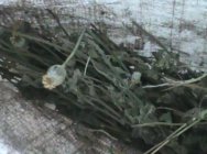 В Кемеровской области полицейские изъяли у местного жителя более 5 килограммов маковой соломы