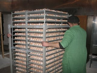 В Кемеровской области на базе исправительного учреждения открыт инкубационный участок по разведению бройлерных кур