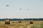 Инновационное удобрение применяется аграриями Вагановского хозяйства для подготовки полей к посеву в 2017 году
