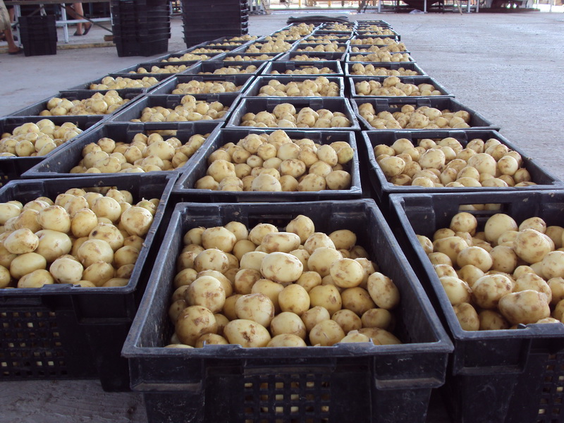 3 тыс. кузбасских семей бесплатно получат по 100 кг семенного картофеля