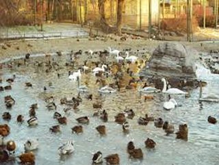 Союз охраны птиц России приглашает кузбассовцев поучаствовать во всероссийской переписи птиц «Серая шейка-2016»