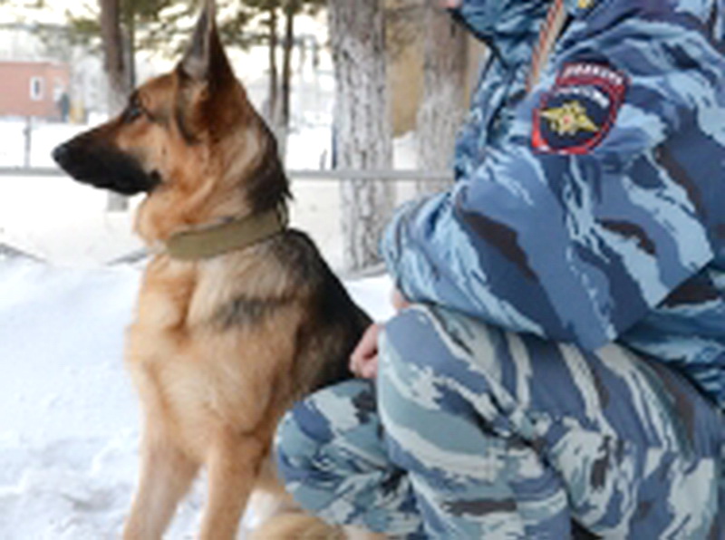 В Белово служебная овчарка Юста помогла задержать подозреваемого в краже