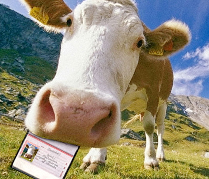 В Мысках 600 коровам, содержащимся в частных подворьях, присвоят паспорта
