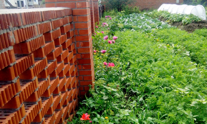 В п. Бачатский полицейские обнаружили в огороде жительницы более 400 кустов опийного мака