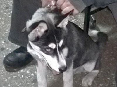 В Новокузнецке местной жительнице возвращен щенок хаски, похищенный грабителем