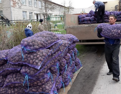 Благотворительная акция по обеспечению многодетных семей семенным картофелем стартовала в Кузбассе