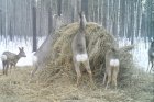 В Чебулинском районе задержаны три браконьера