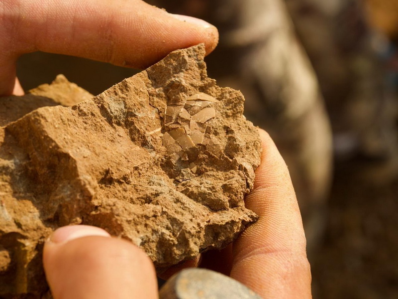 На Шестаковском палеонтологическом комплексе найден фрагмент яйца эры динозавров
