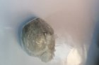 В Кузбассе полицейские изъяли у наркоторговца партию героинаВ Кузбассе полицейские изъяли у наркоторговца партию героина