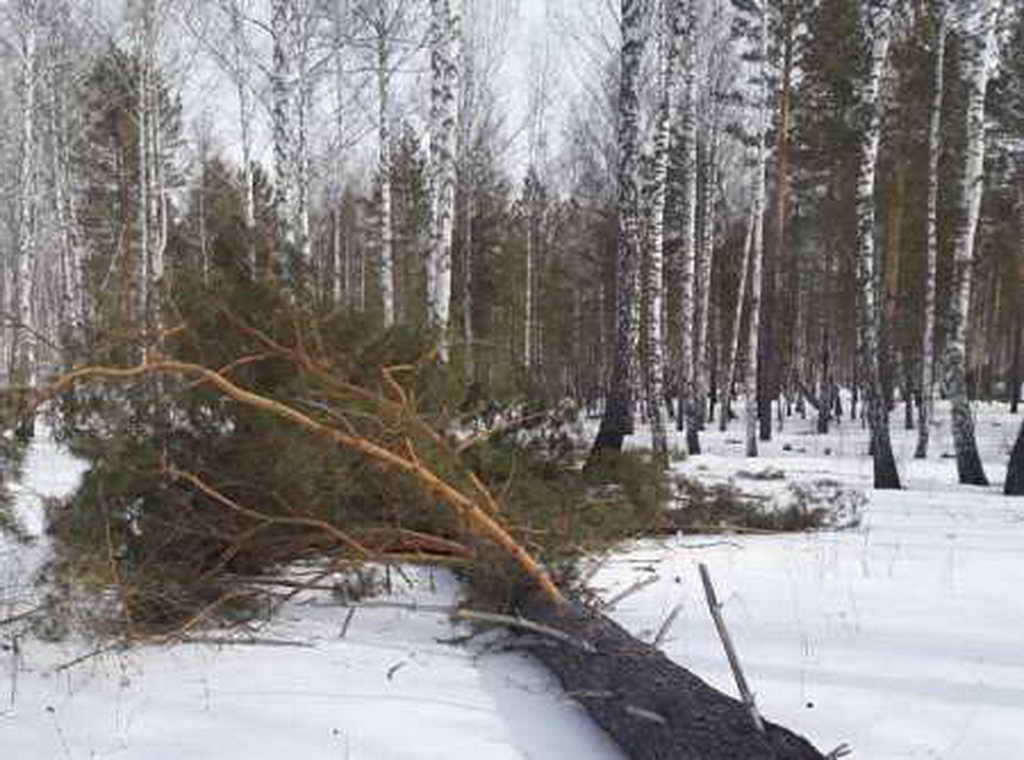 В Гурьевском районе направлено в суд уголовное дело о незаконной заготовке древесины