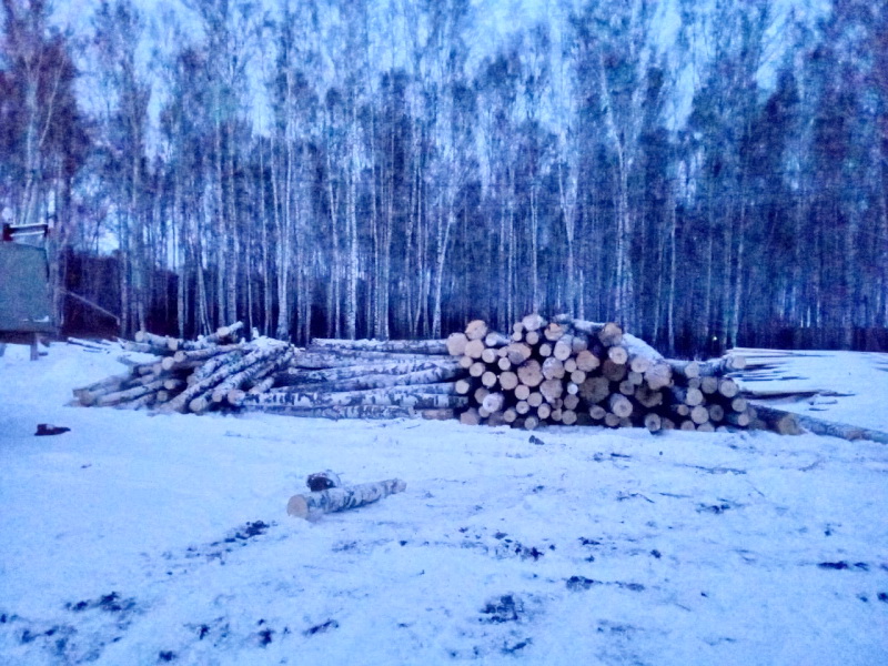 В Чебулинском районе задержали подозреваемого в незаконной вырубке деревьев 