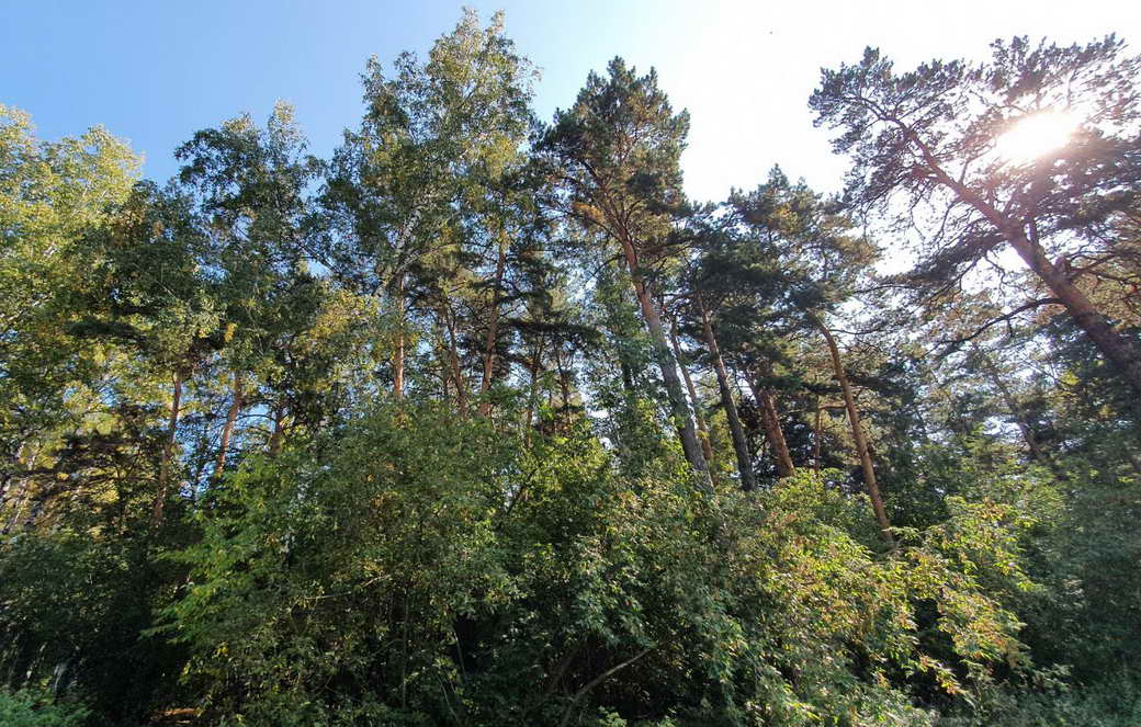 Сергей Цивилев: в 2022 году в Кузбассе восстановят почти 12 тысяч гектаров леса