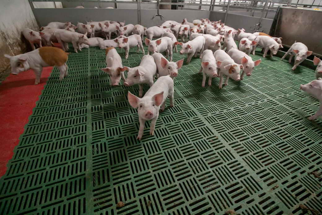В 2022 году КуZбасс сможет в полтора раза увеличить производство свинины