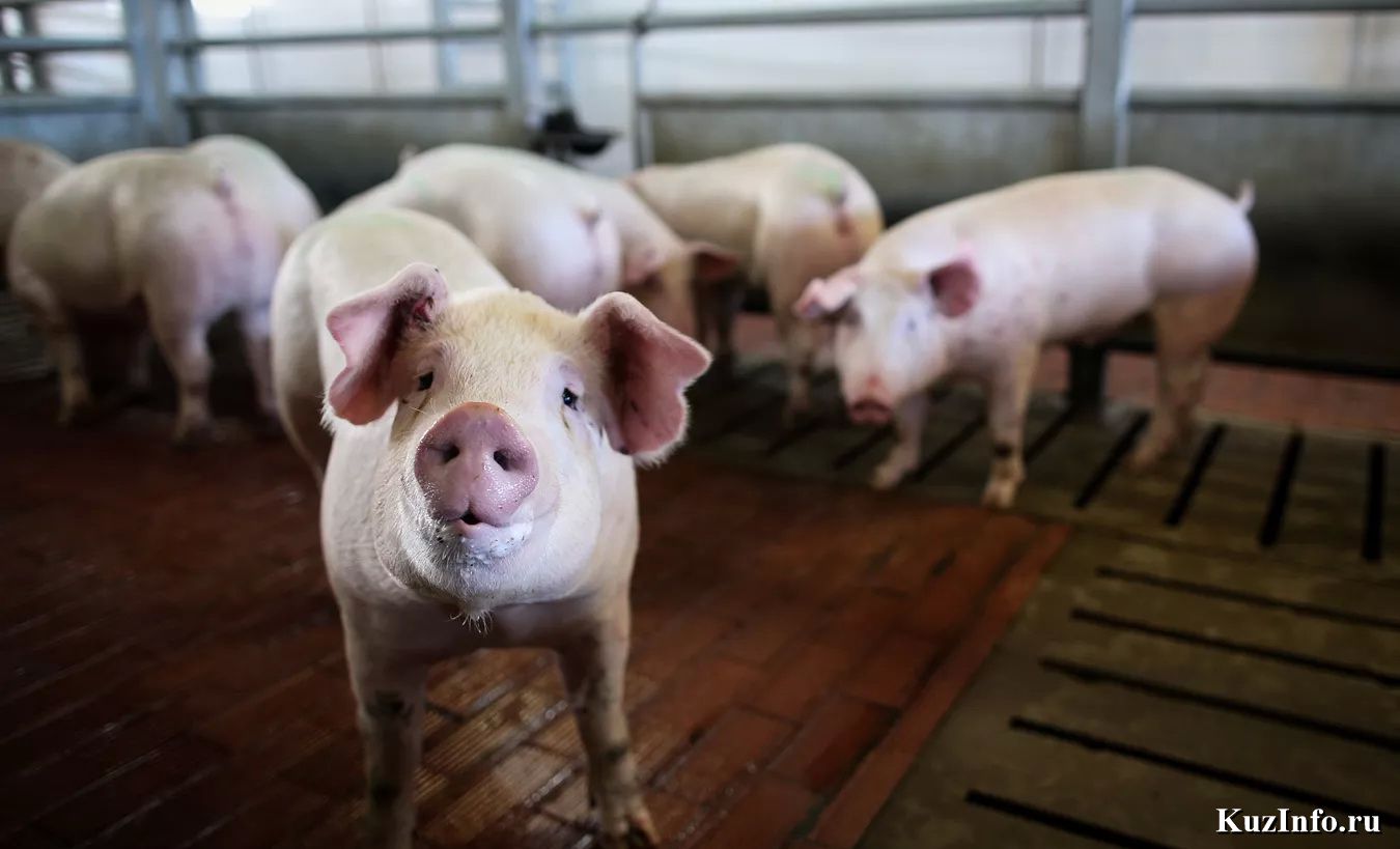 В Германии возмутились планами правительства сократить производство мяса