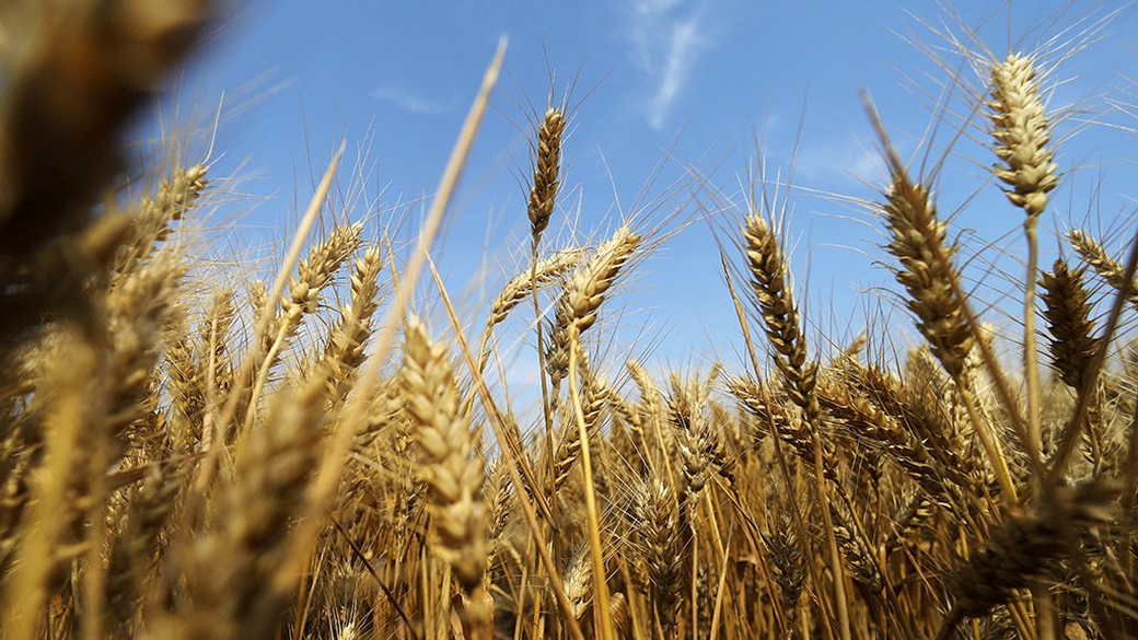 В МИД оценили возможность поставок удобрений и вывоза украинского зерна