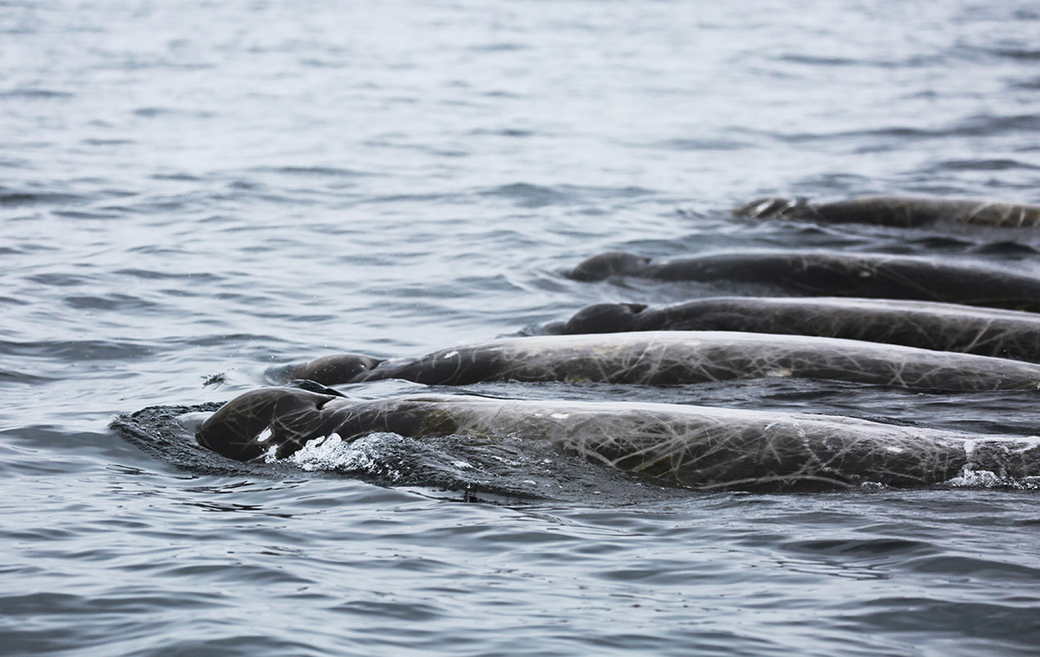 «Сенсационное открытие»: На Курилах обнаружили новый вид китов